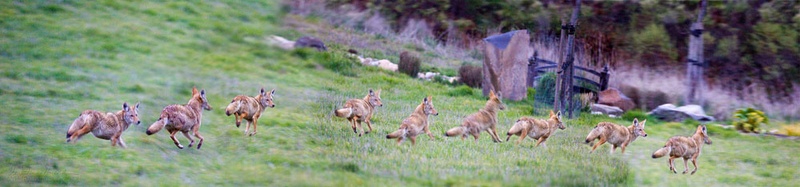 Illustration for article titled How To Keep Your Pets Safe From Coyotes